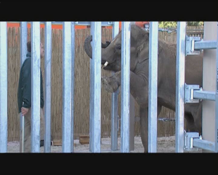 Kiselefántok érkeztek az állatkertbe