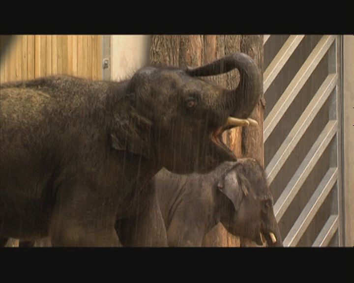 Elefántfürdőzés
