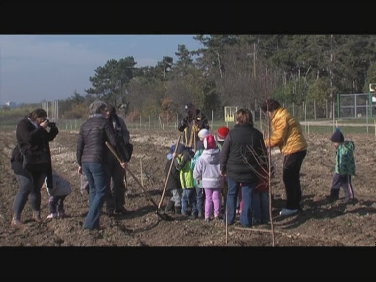 Mandula ültetvény Balatonakaliban Mandula ültetvény Balatonakaliban
